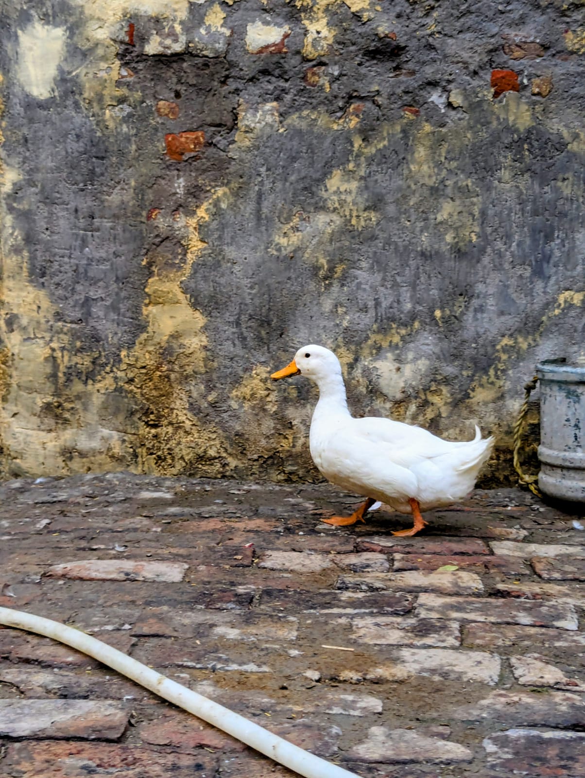 White ducks — photo 5