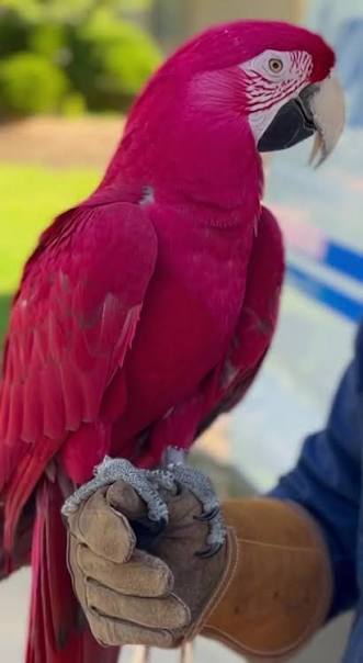 pink macaw — photo 1