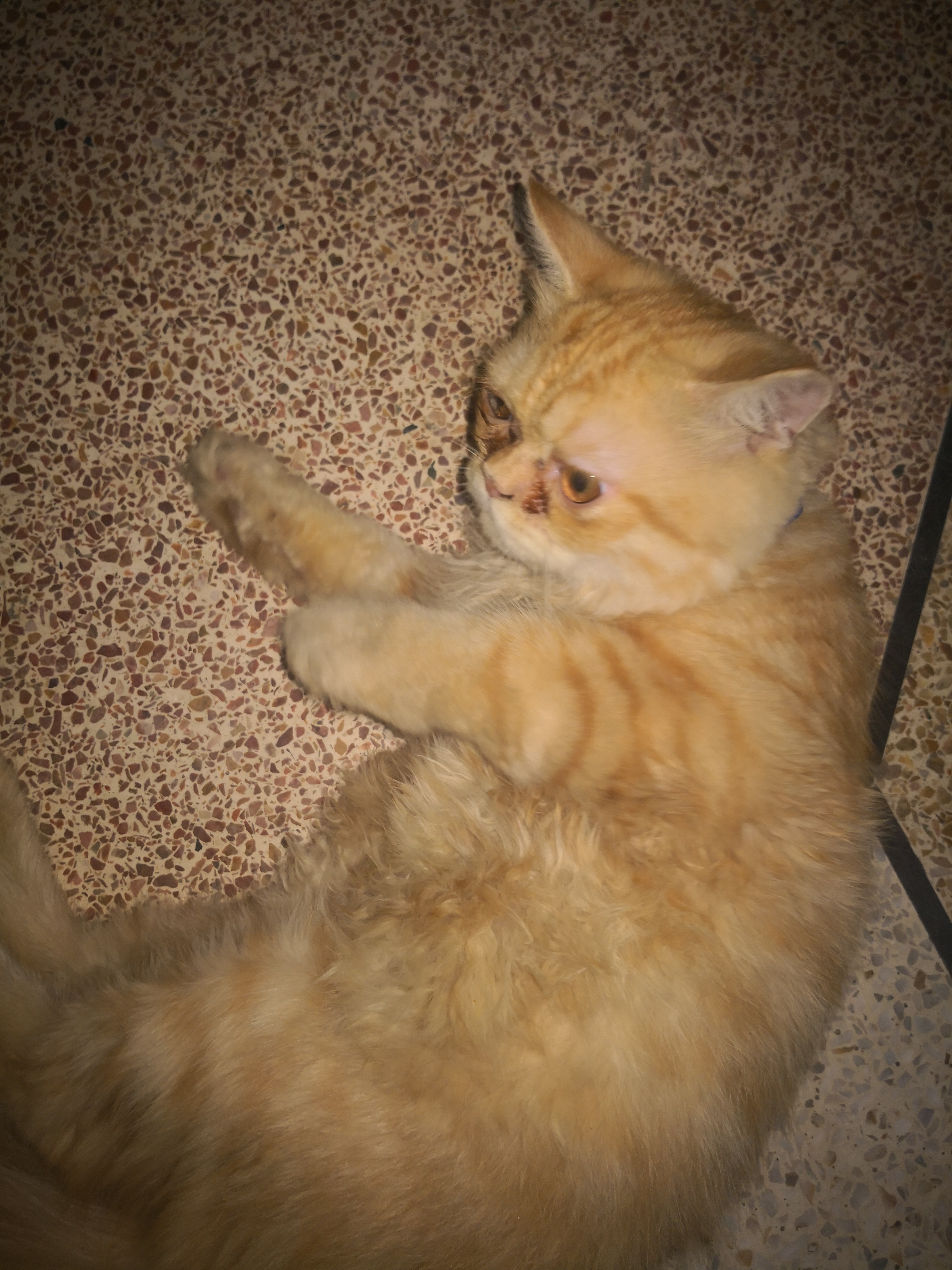Persian cat double coat — photo 3