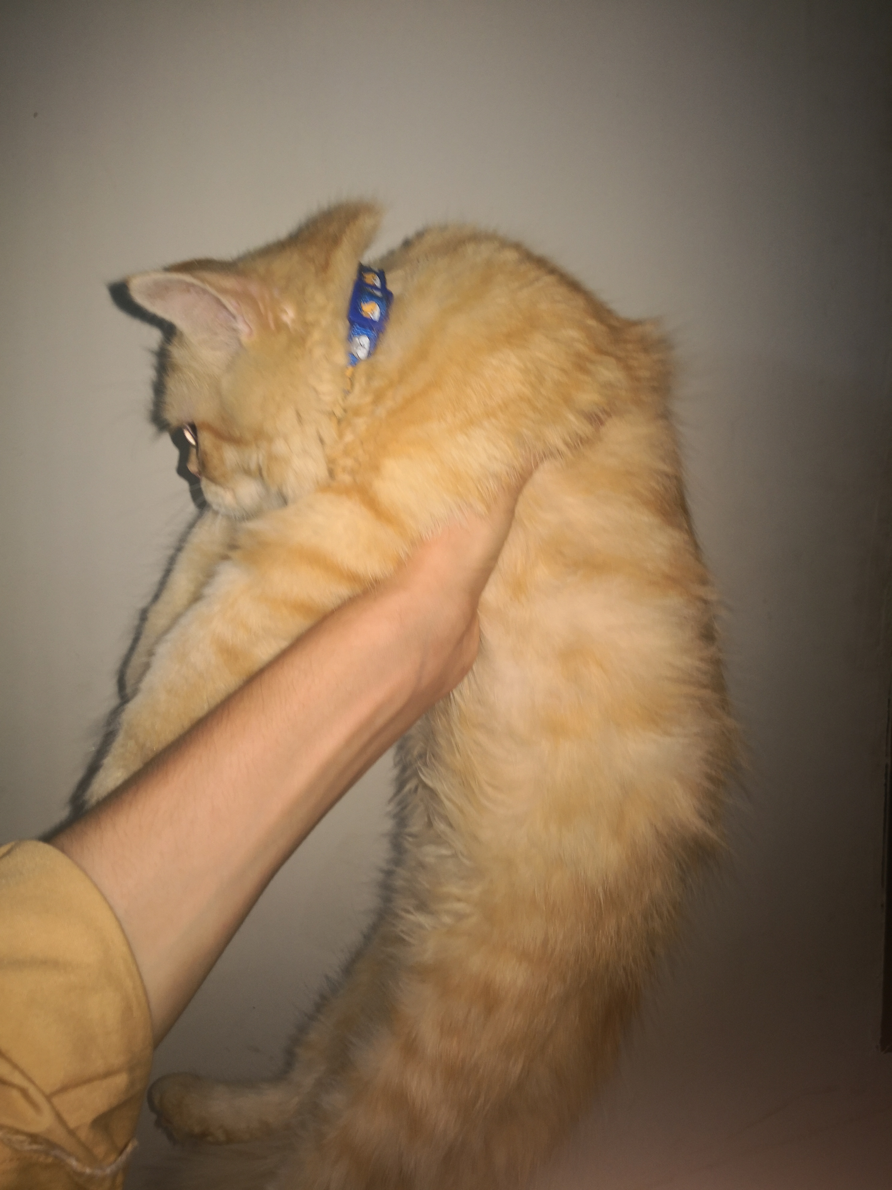 Persian cat double coat