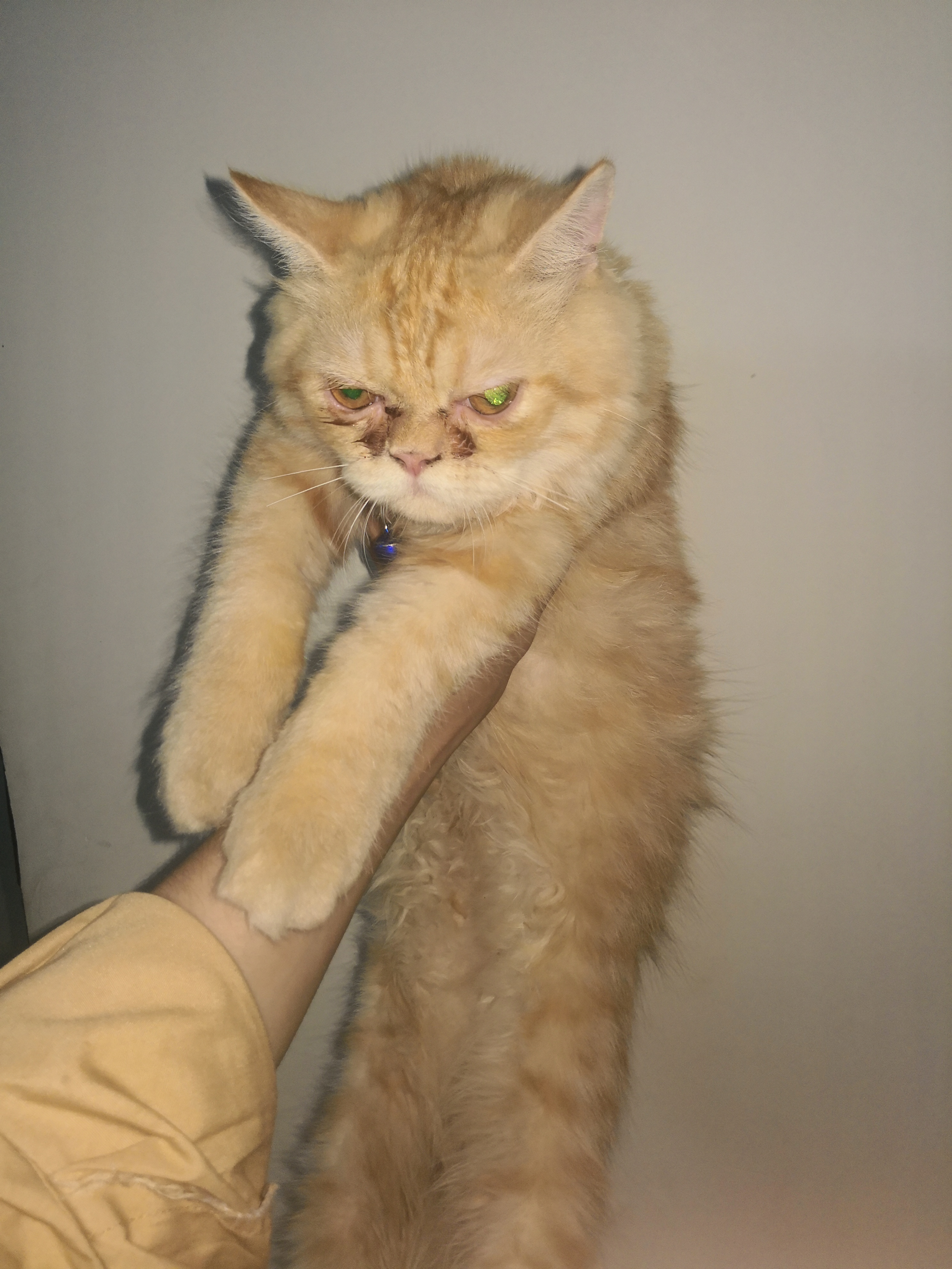 Persian cat double coat — photo 2