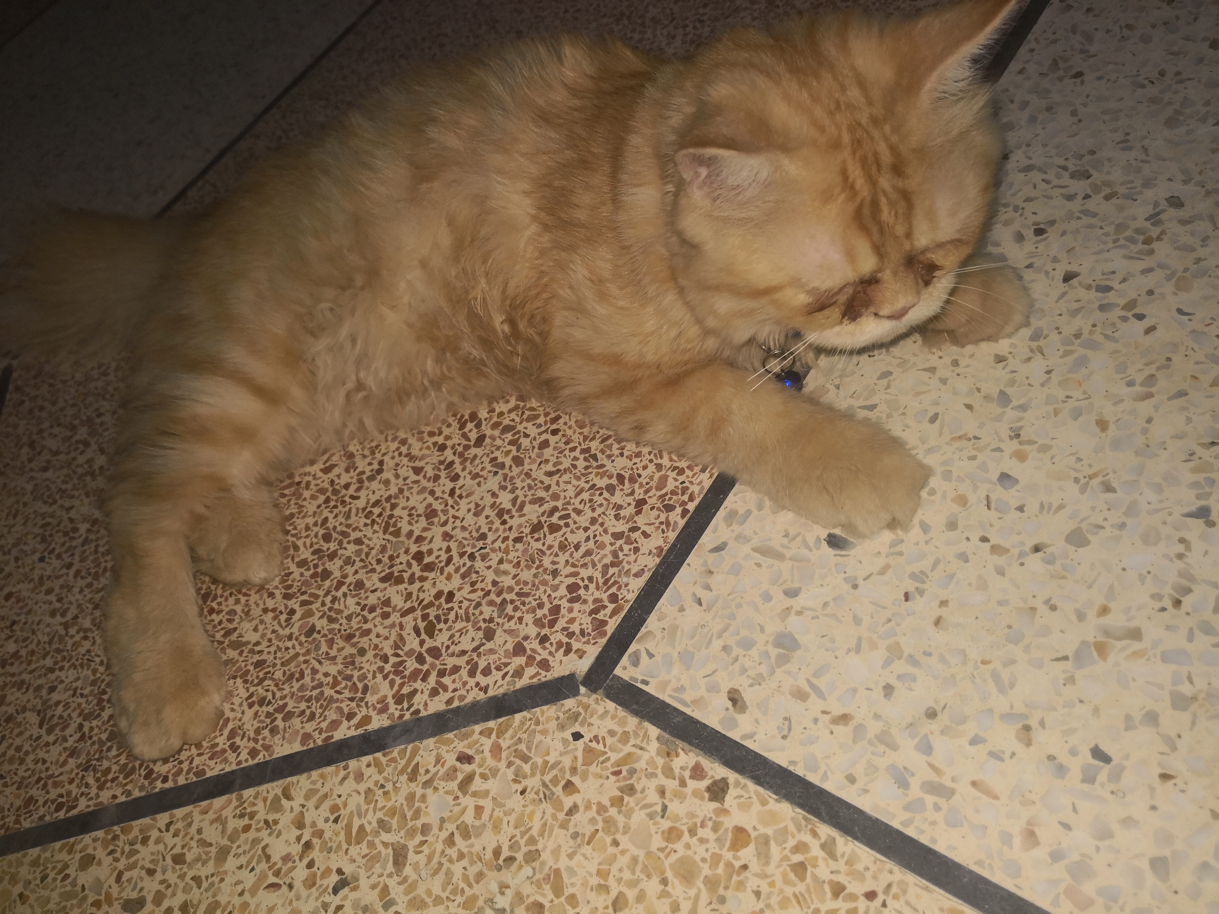Persian cat double coat — photo 4