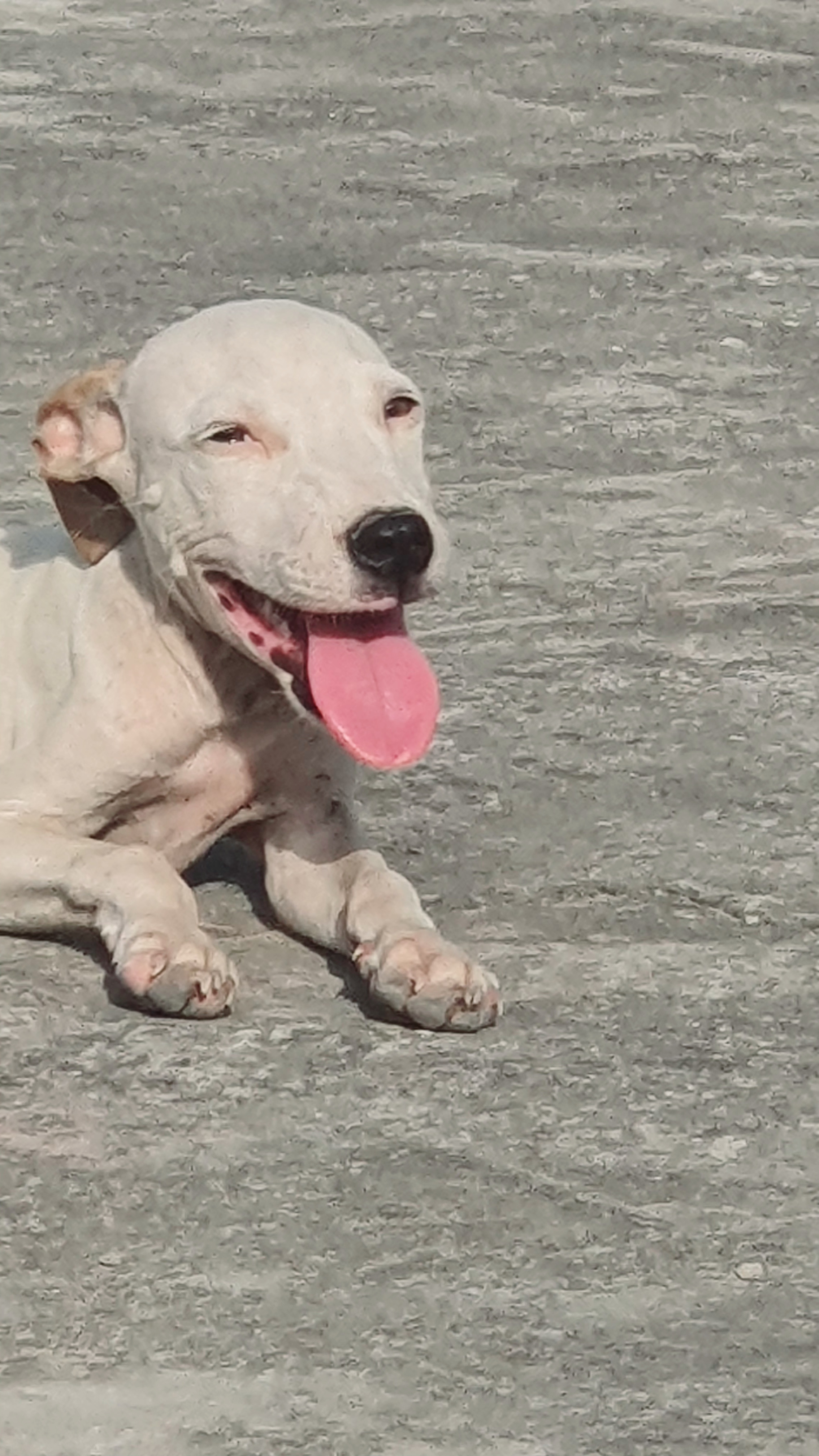 Pitbull gultair cross bacha Location Sargodha district — photo 1