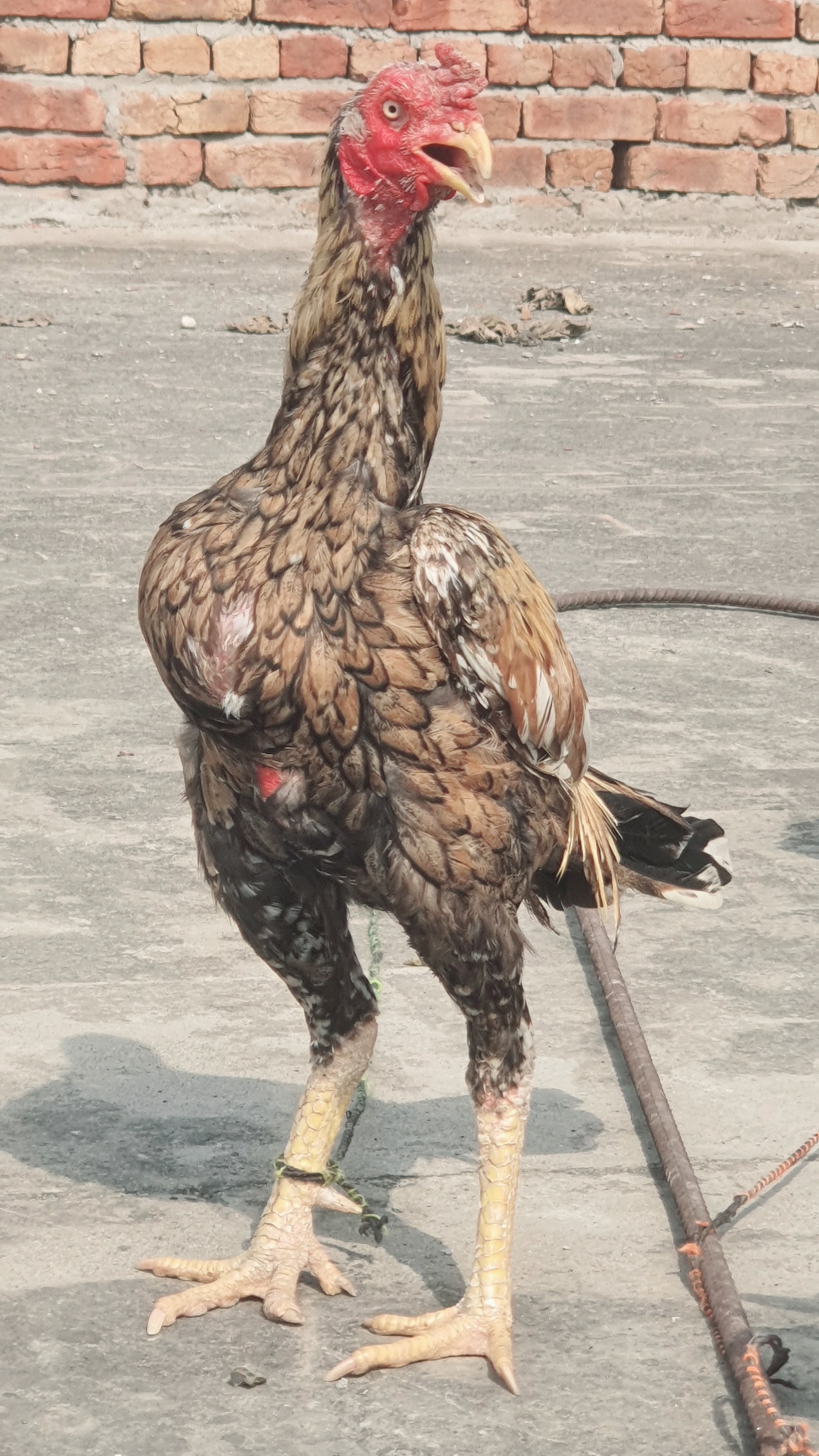 Shajra aseel phata — photo 2