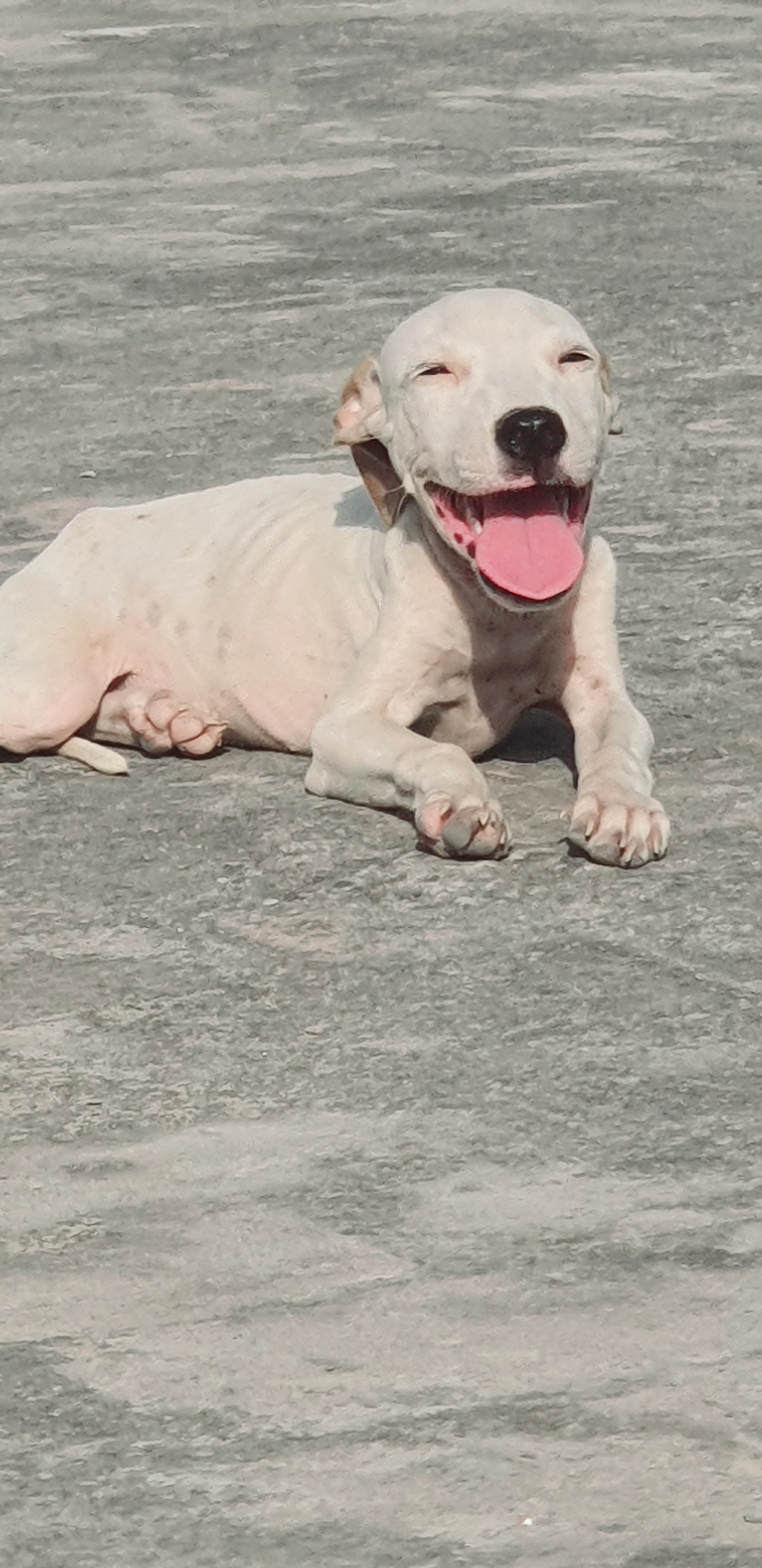Pitbull gultair cross bacha Location Sargodha district — photo 2