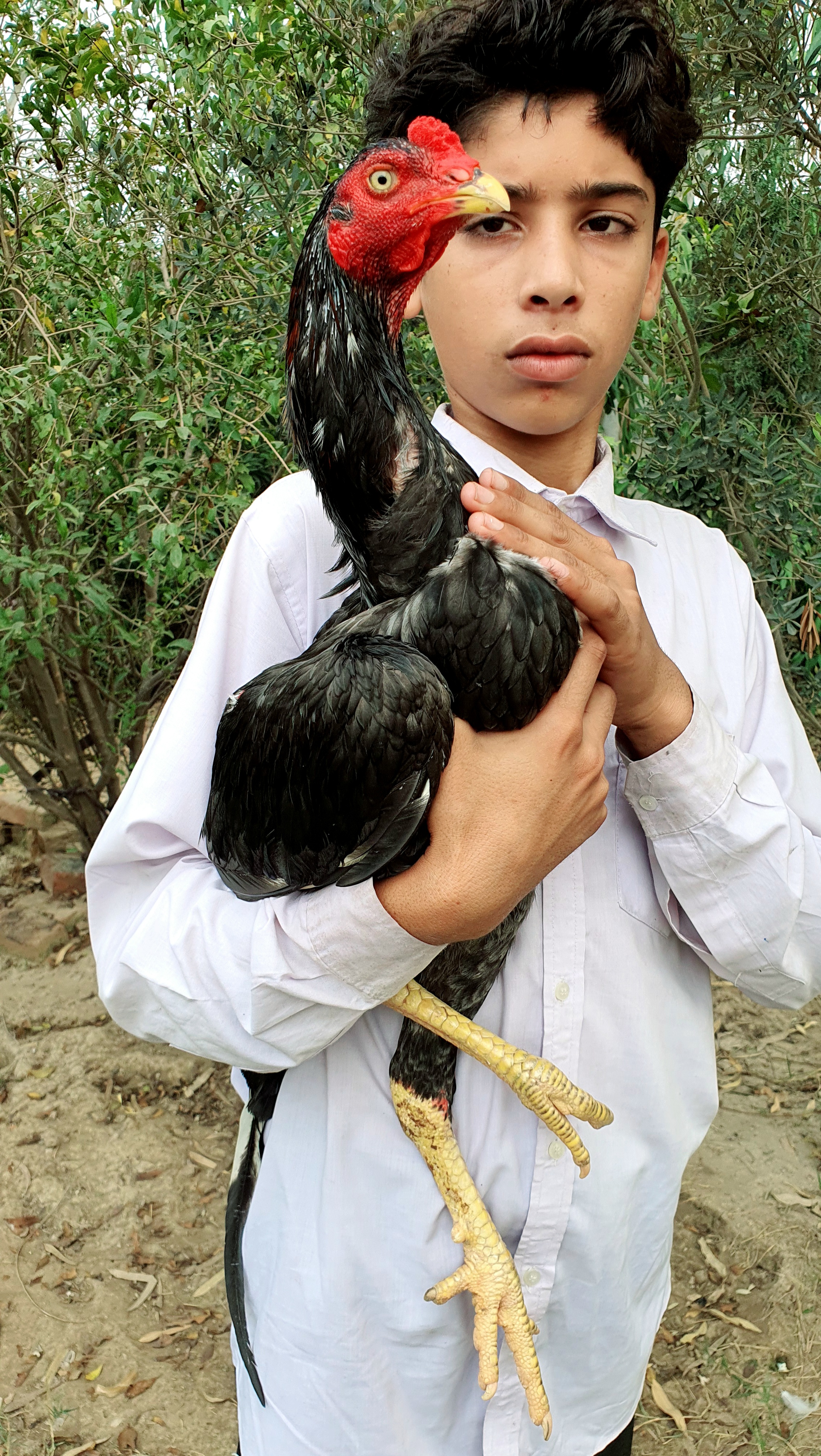 Band gadi aseel — photo 1