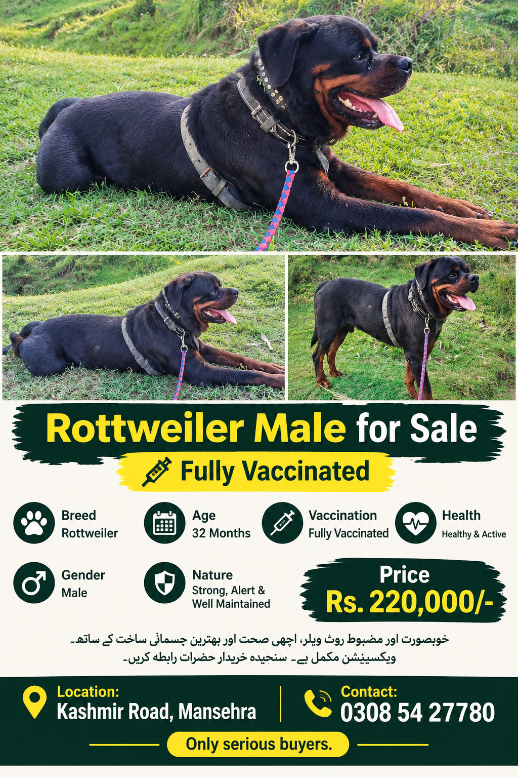 Rottweiler Male 32 Months Fully Vaccinated for Sale