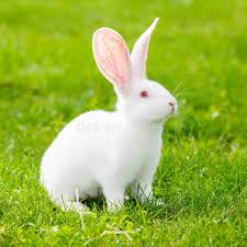 Rabbit white colour and red eyes